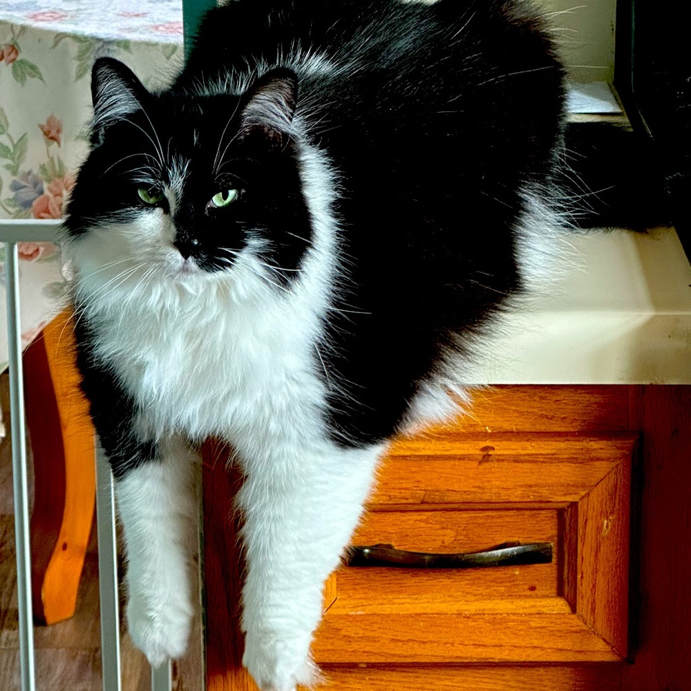 Meet your Posher, Theresa